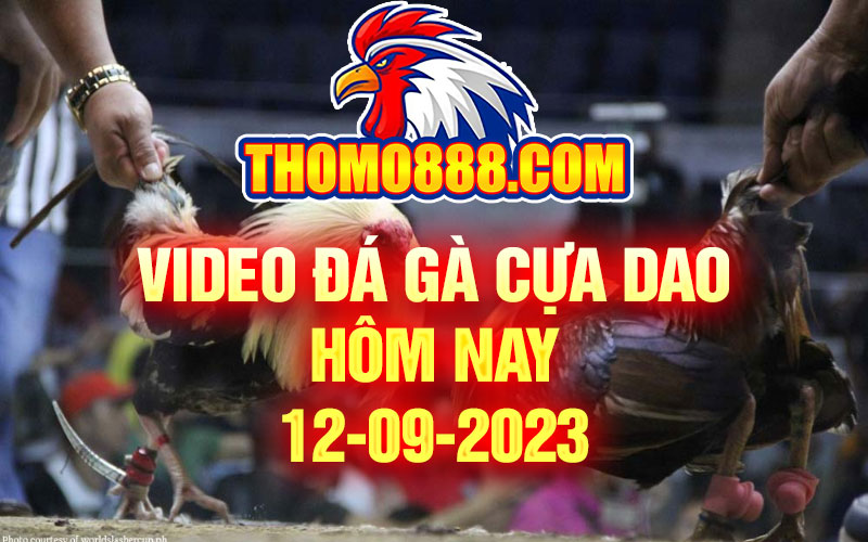 da ga cua dao hom nay 12 09 2023