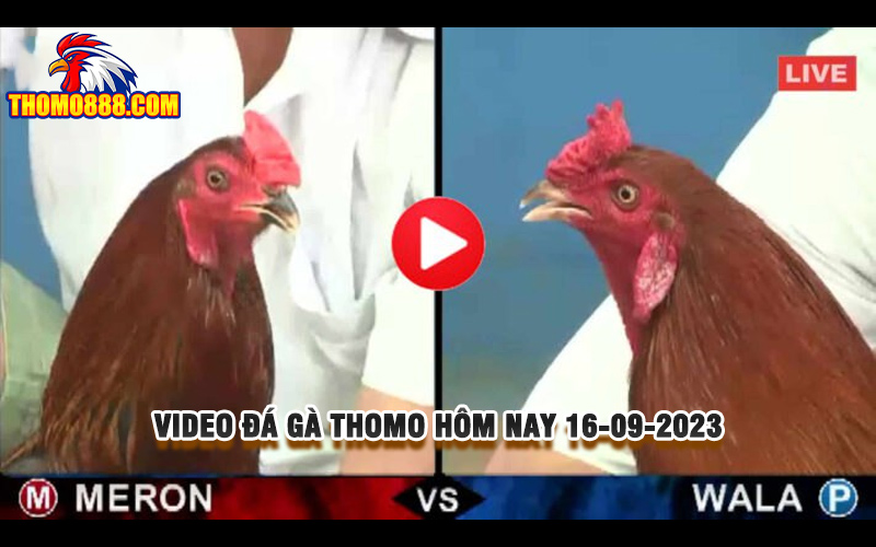 da ga thomo hom nay 16 09 2023