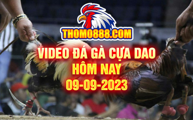 video da ga cua dao hom nay 09 09 2023