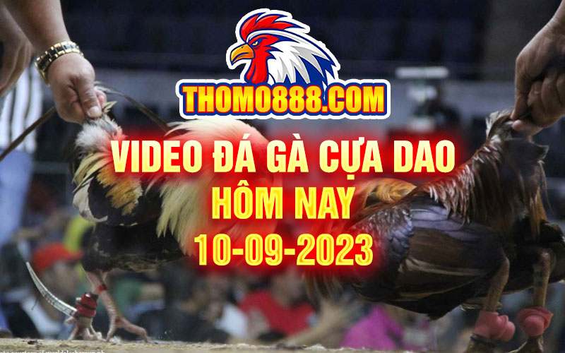 video da ga cua dao hom nay 10 09 2023