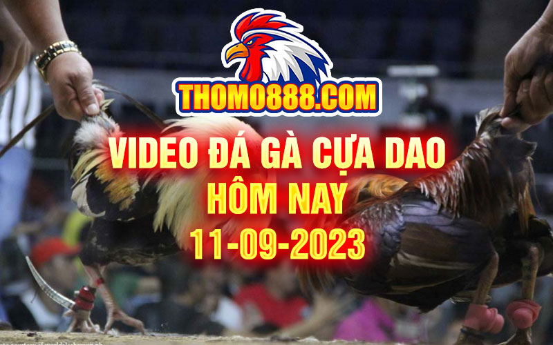 video da ga cua dao hom nay 11 09 2023