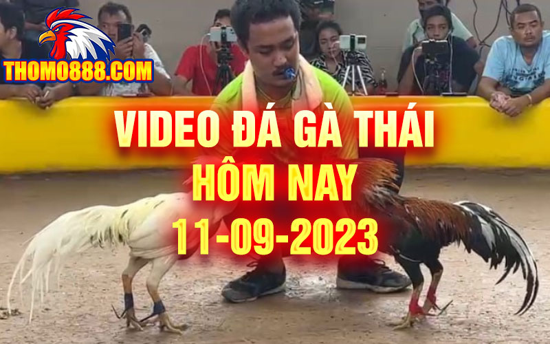 video da ga thai hom nay 11 09 2023