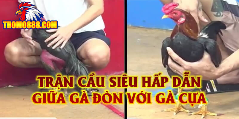 Trận cầu siêu hấp dẫn giữa gà đòn với gà cựa.