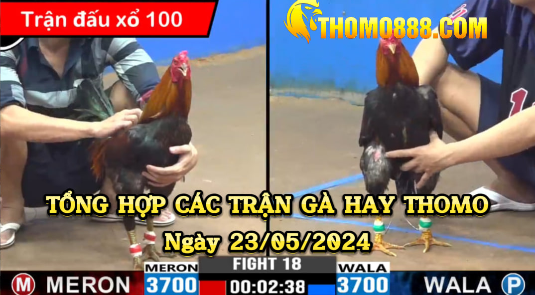 Tổng hợp các trận gà hay thomo ngày 23/5/2024