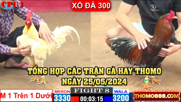 Tổng hợp trận gà hay thomo ngày 25/05/2024