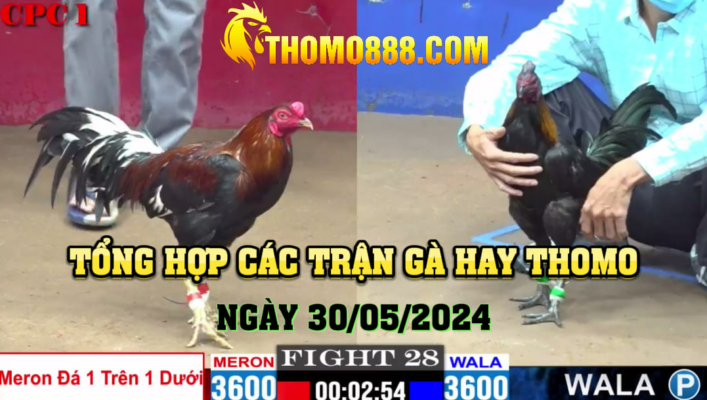 Trận gà hay thomo ngày 30/5/2024