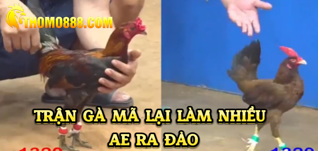 Trận gà mã lại