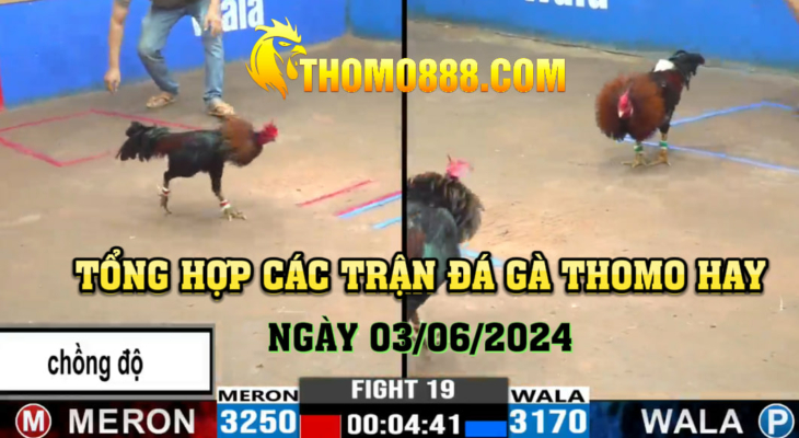 Đá gà thomo hay ngày 03/06/2024