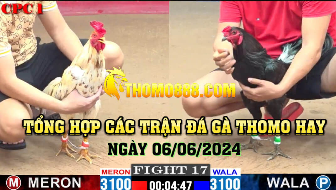 trận đá gà thomo hay