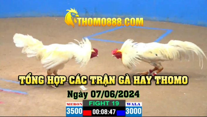 Trận gà hay thomo ngày 07/06/2024