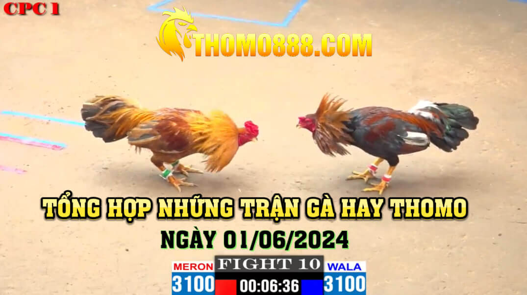 Trận gà hay thomo ngày 01/06/2024