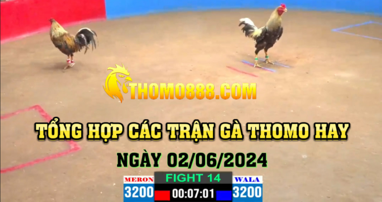 Trận gà thomo hay ngày 02/06/2024